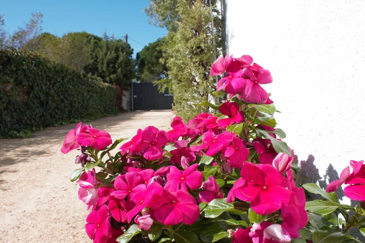 Finca Paredes Valdetorres de Jarama エクステリア 写真